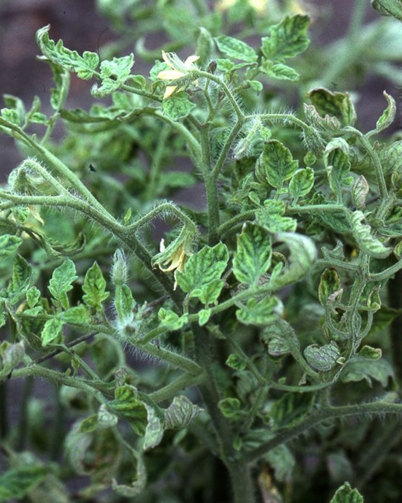 Фітоплазмоз (або стовбур)