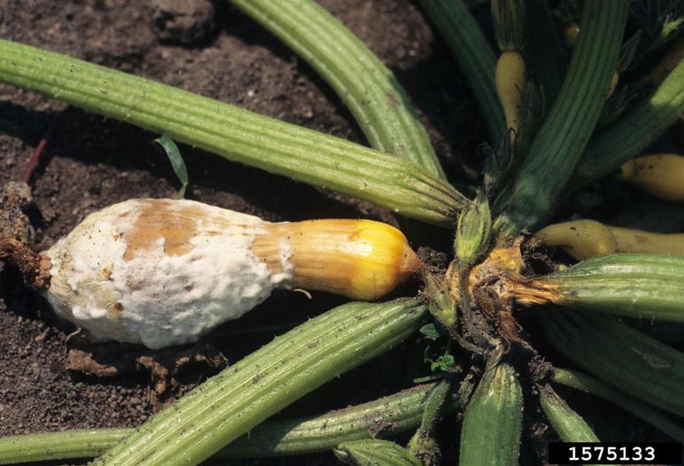 Кореневі гнилі і в’янення (пітіум; ризоктоніоз; фузаріозне і вертицильозне в’янення)