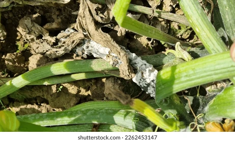 Склеротиніоз (біла гниль огірка)