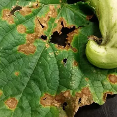 Антракноз (мідянка)