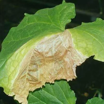 Аскохітоз (чорна стеблова гниль)