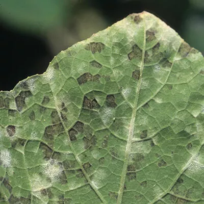 Пероноспороз