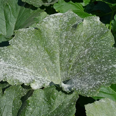 Борошниста роса (справжня борошниста роса)