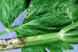 Чорна ніжка