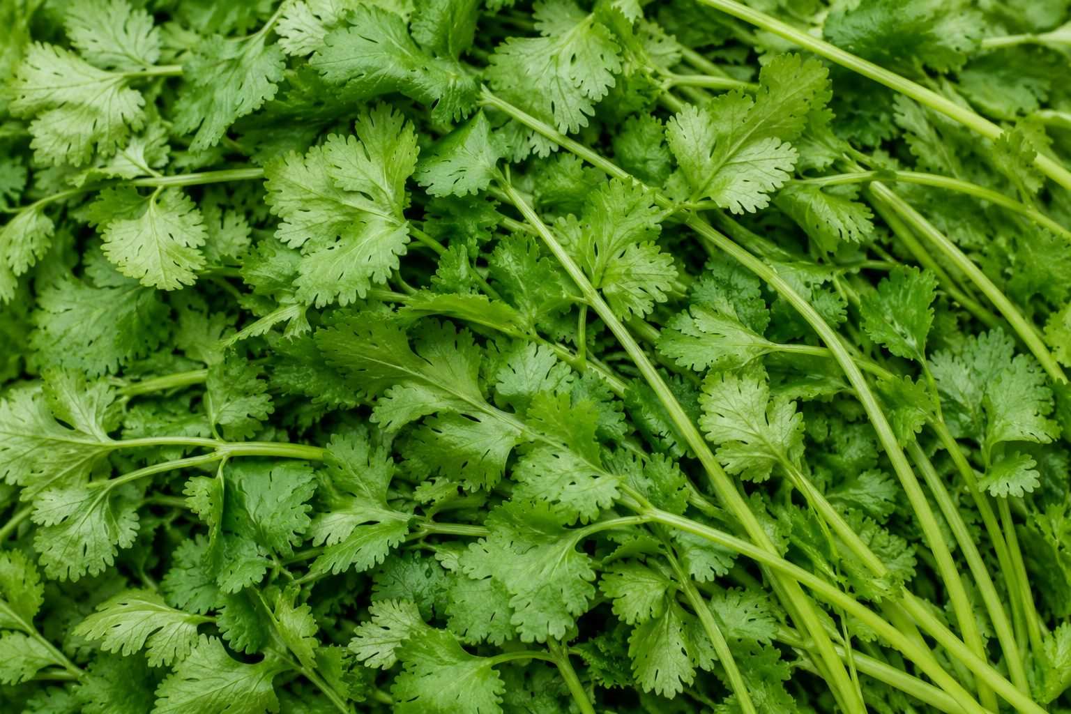Cilantro