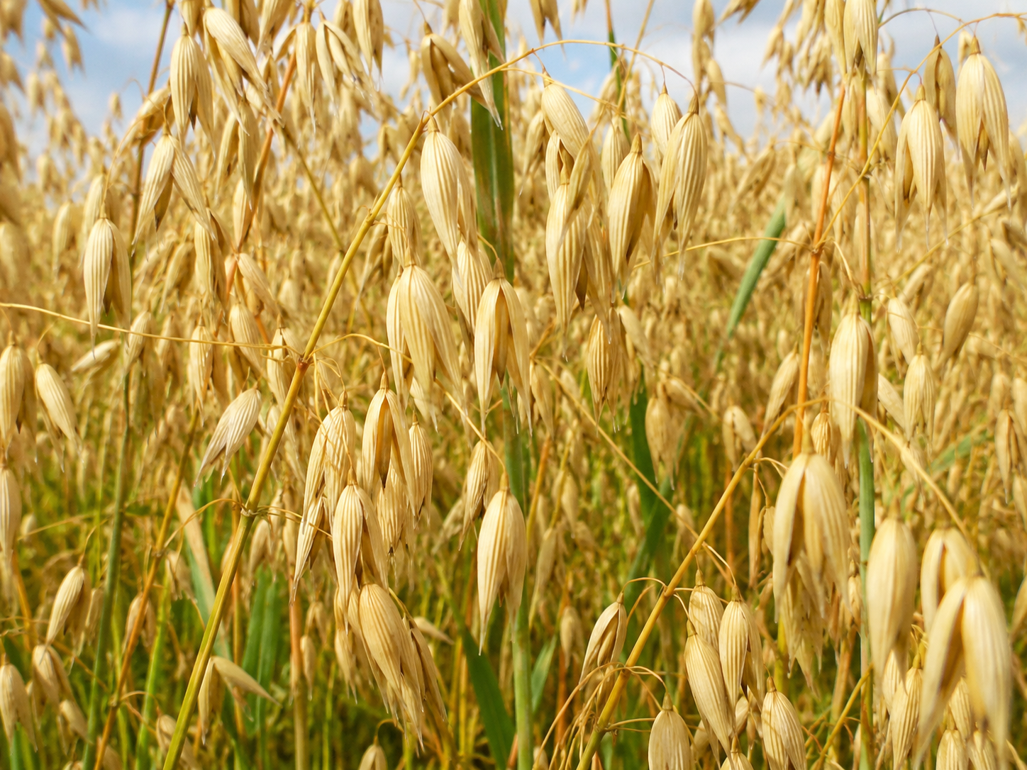 Oat