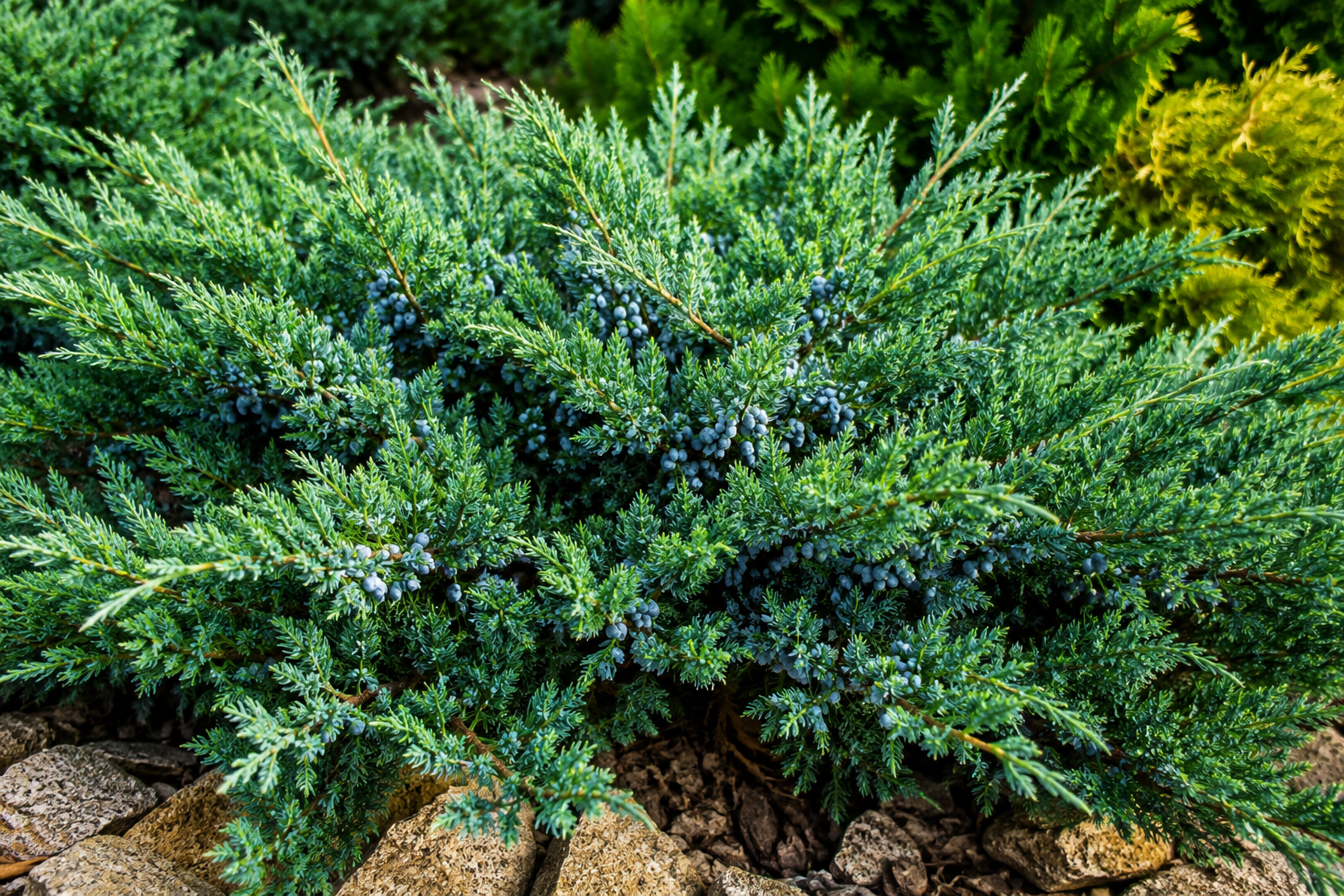 Juniper