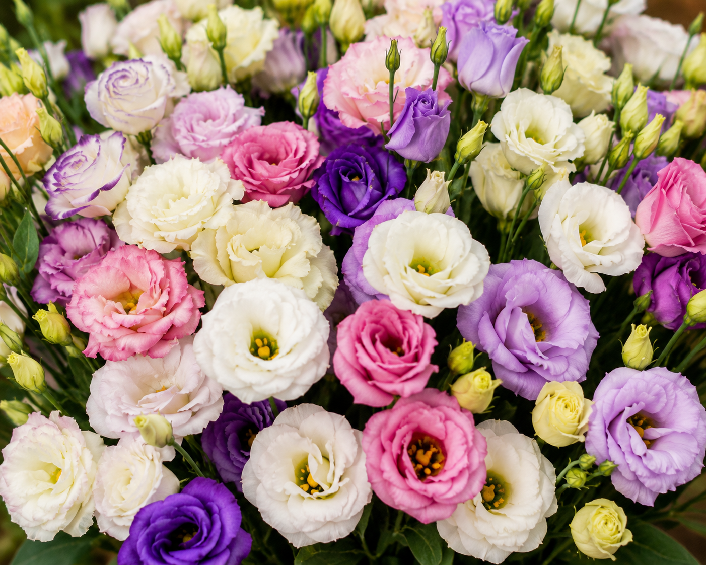 Eustoma