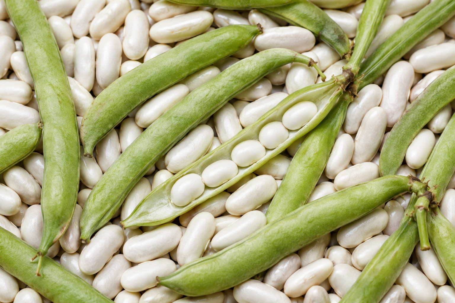 Bean