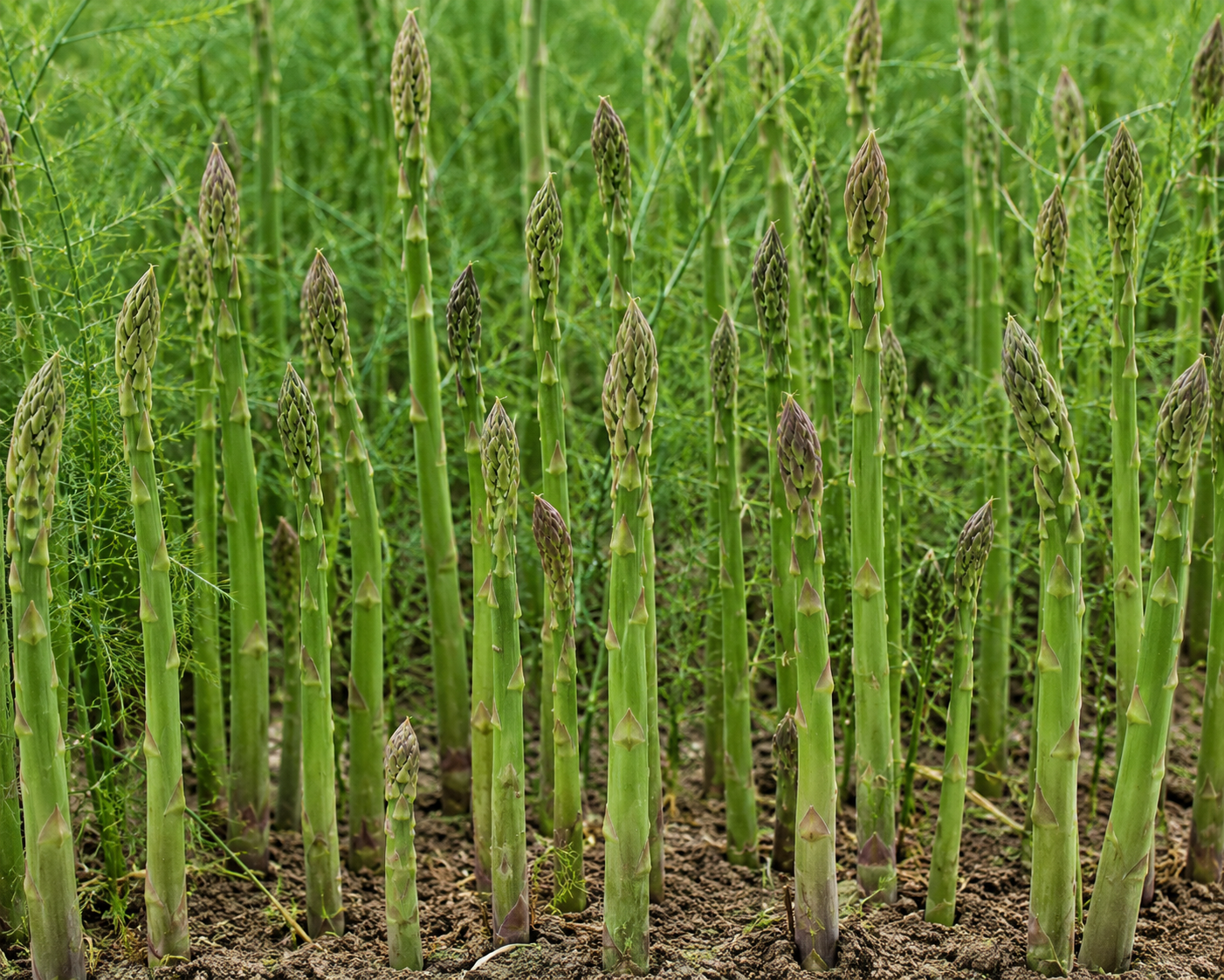 Asparagus