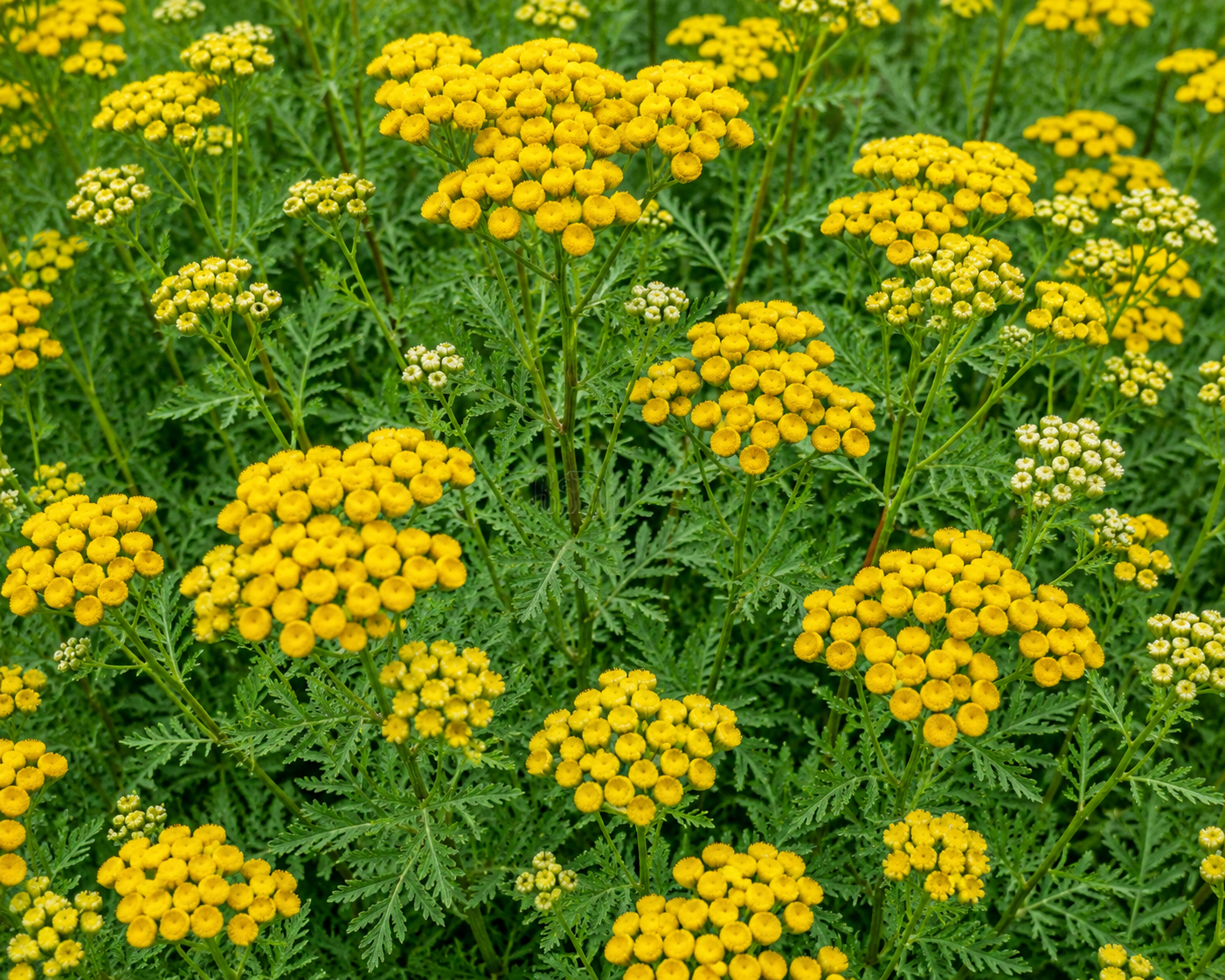 Tanacetum