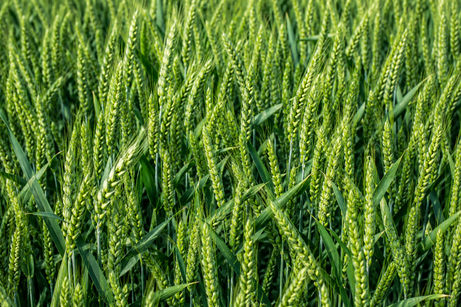 Winter cereals
