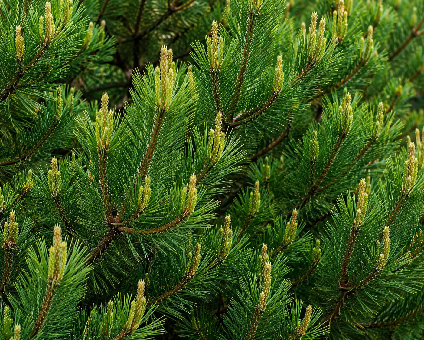 Pine