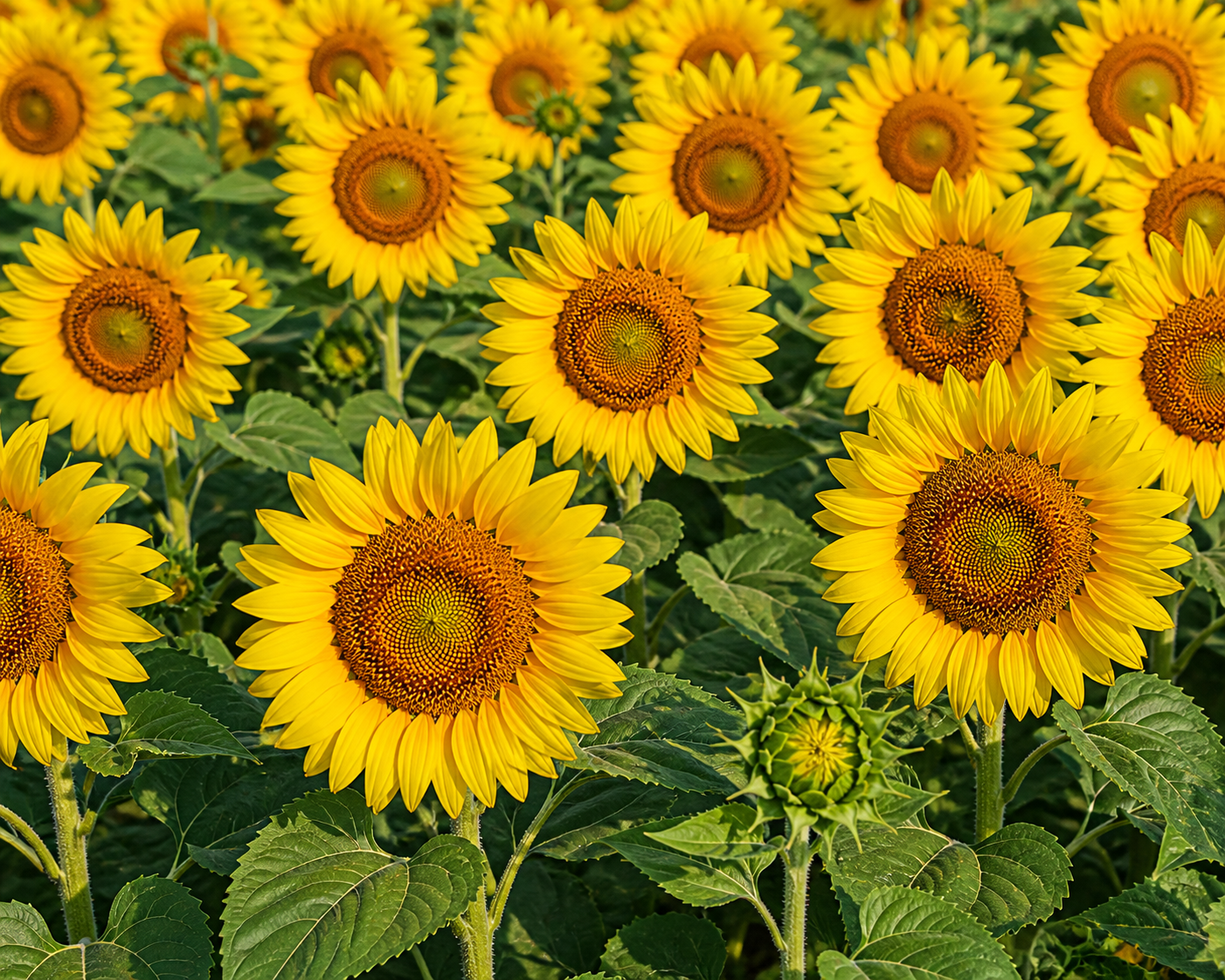 Sunflower