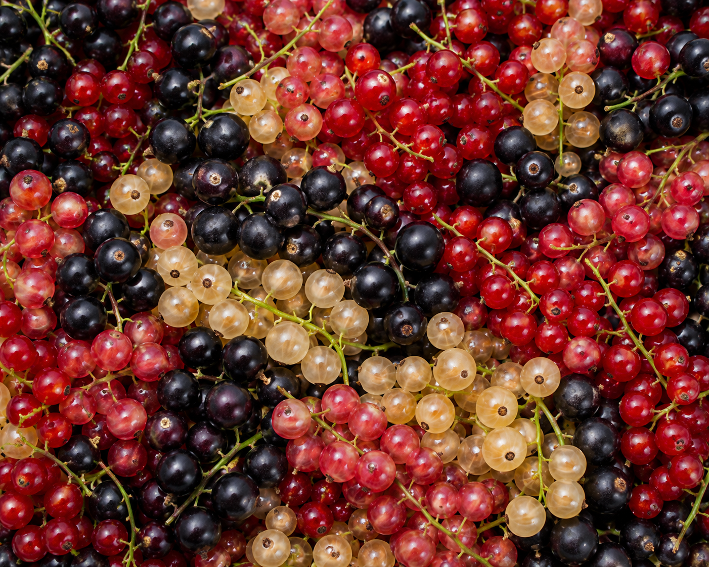 Currant