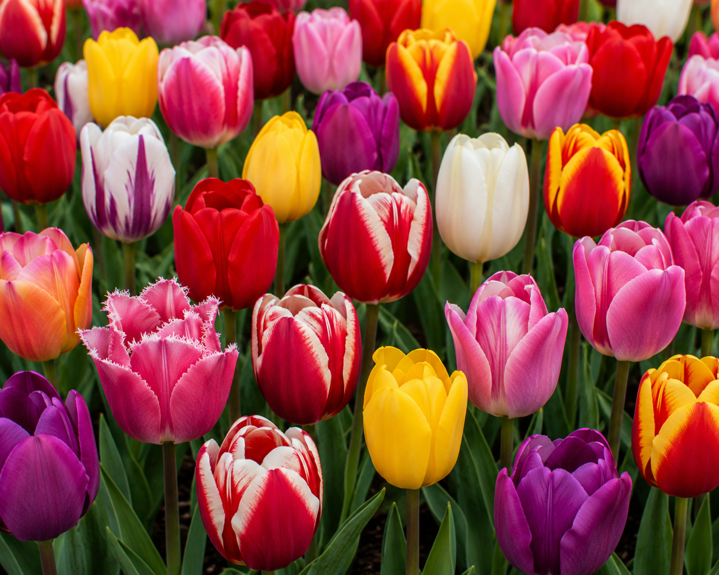 Tulip