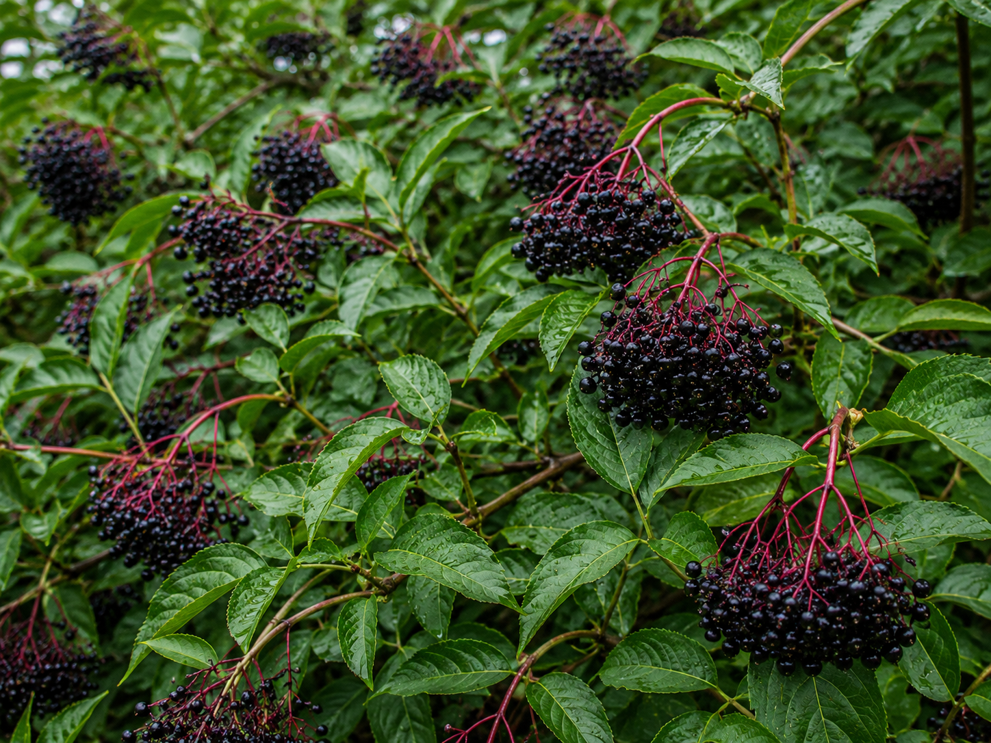 Elderberry