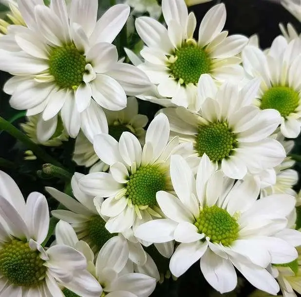 Хризантема