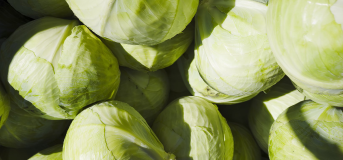 Cabbage