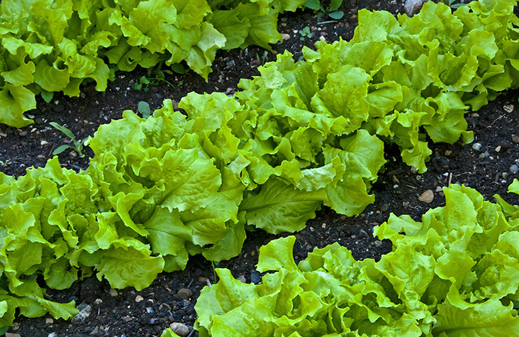 Салат листовий