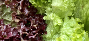 Салат головчастий