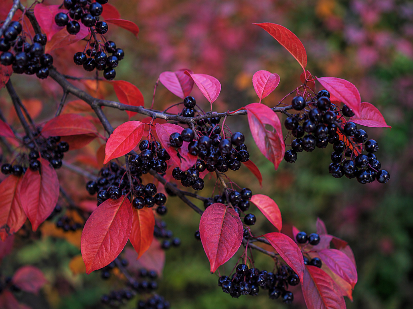 Bird cherry tree