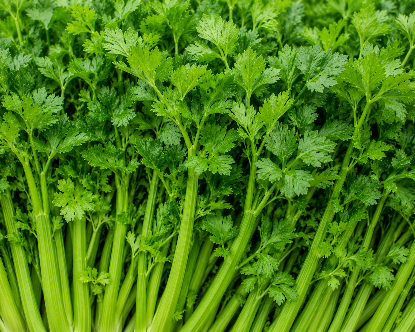 Celery