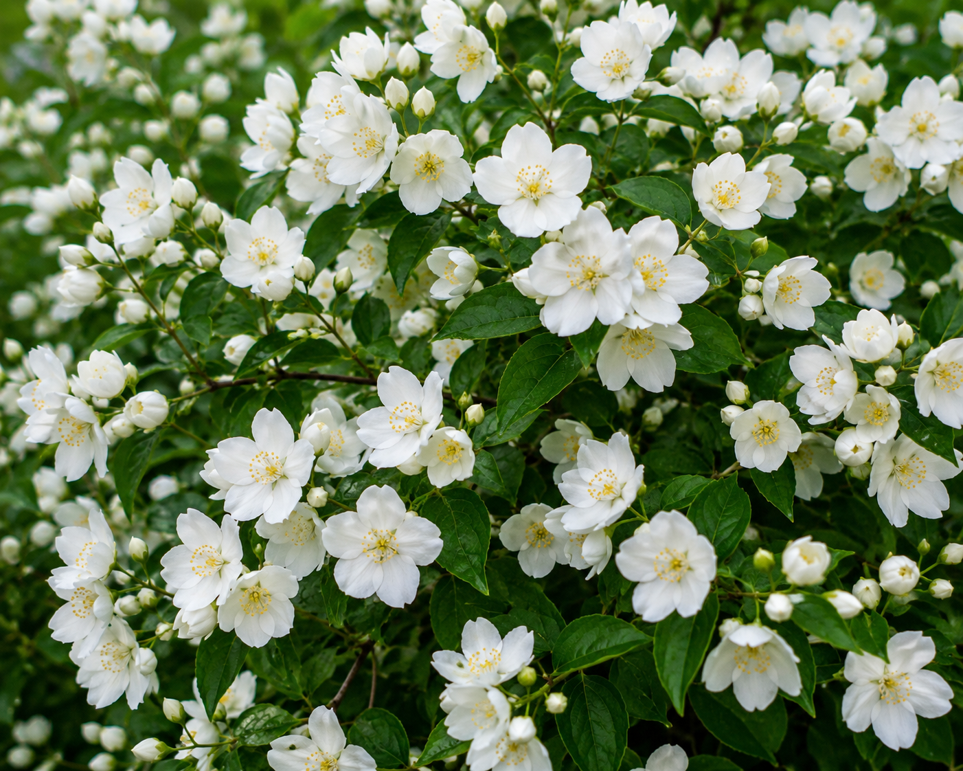 Jasmine