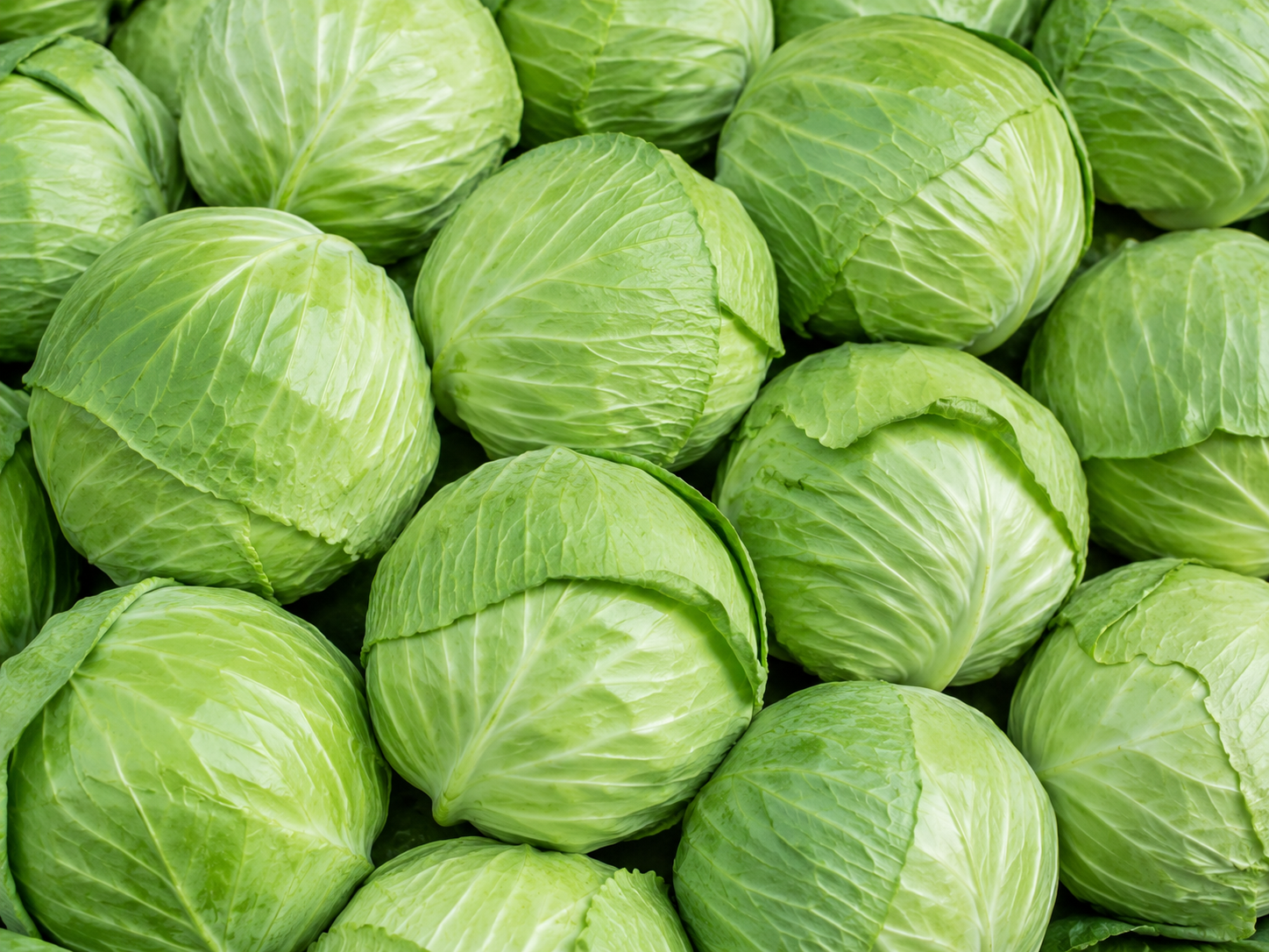 Cabbage