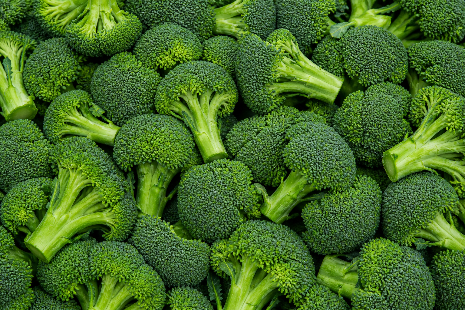 Broccoli