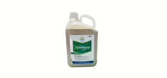 Серенада АСО