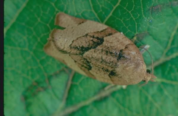 Листовійка смородинова кривовуса