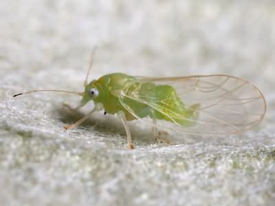 Листоблішка