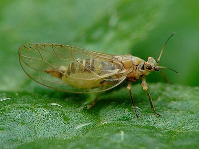 Листоблішка