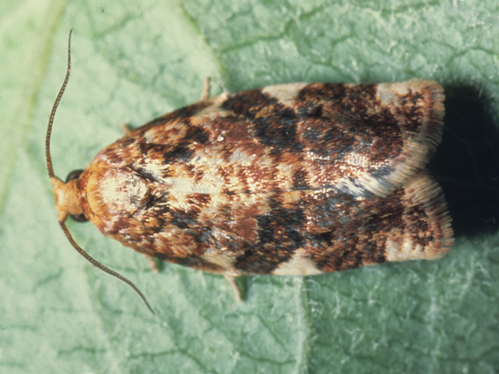 Листкова звійниця