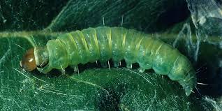 Листкова звійниця