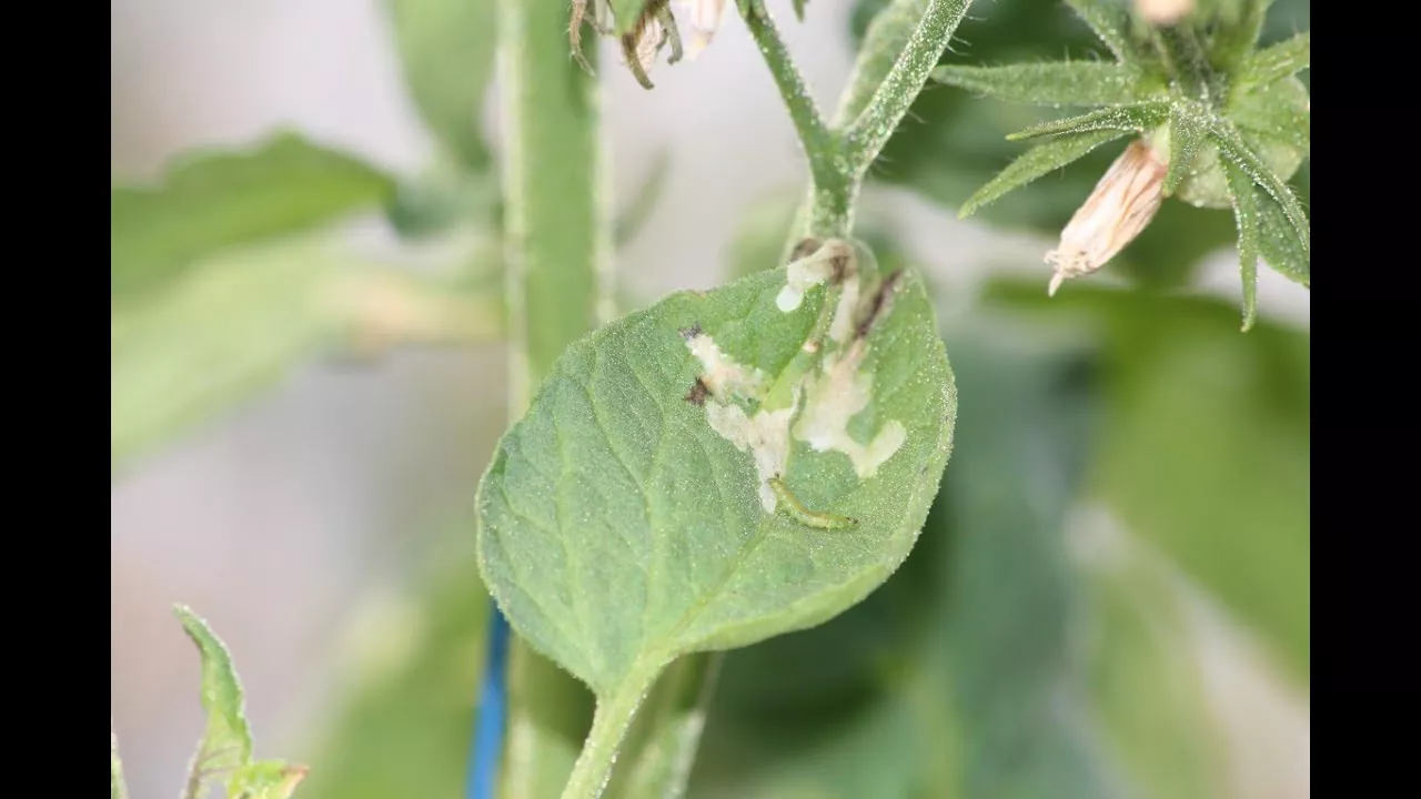 Мінуюча міль (або «Тута абсолюта»)