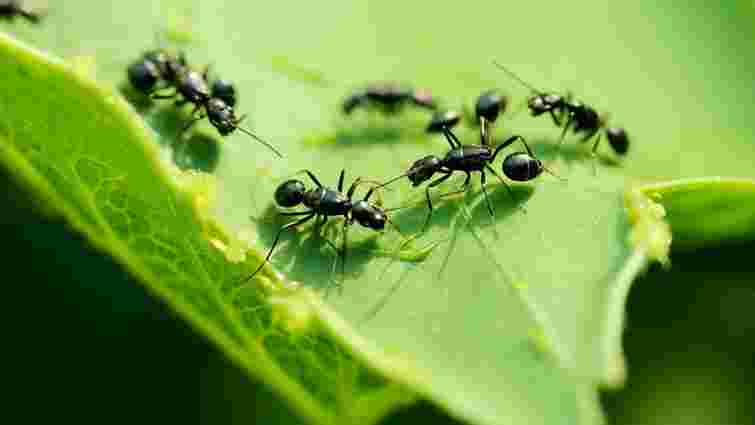 Мурахи садові