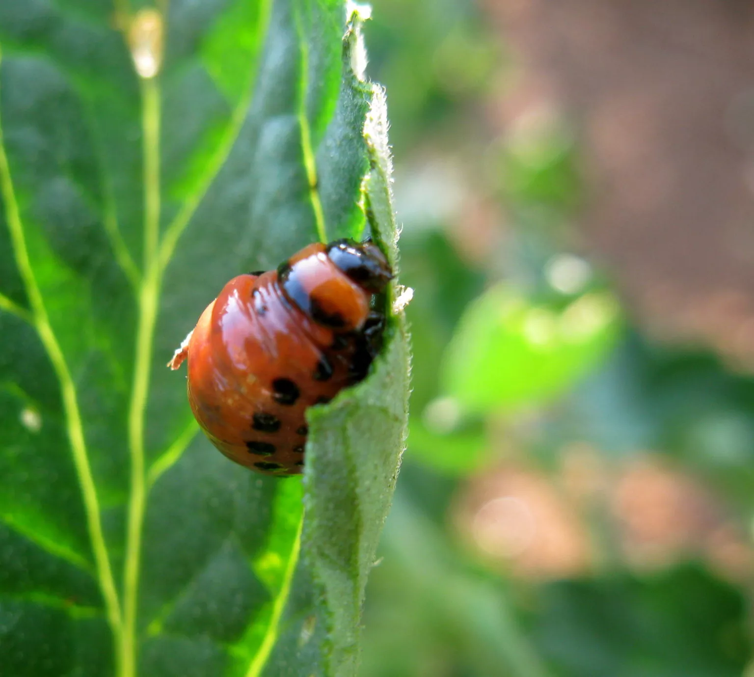 Колорадський жук