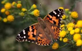 Чортополохівка