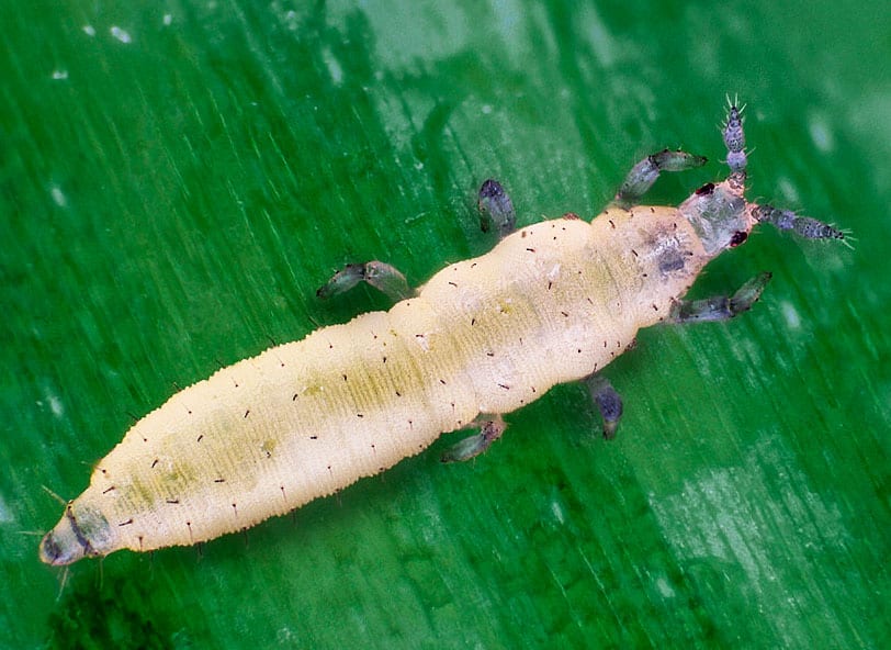 Тютюновий трипс