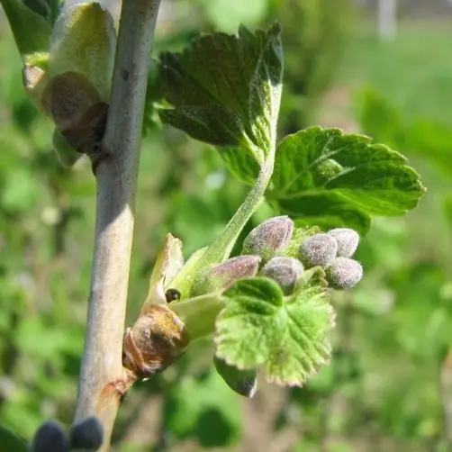 Бруньковий та павутинний кліщі