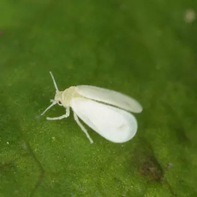 Білокрилка