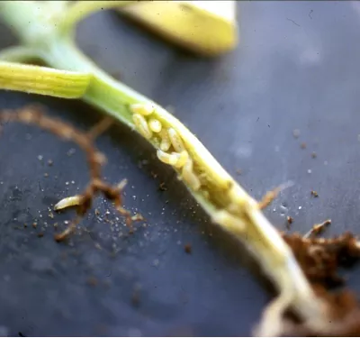 Паросткова муха