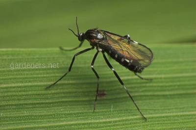 Смородинова стеблова галиця