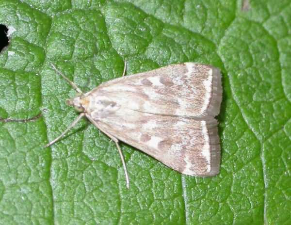 Метелик луговий