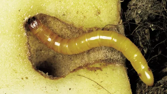 Дротяники (личинки жуків - коваликів)