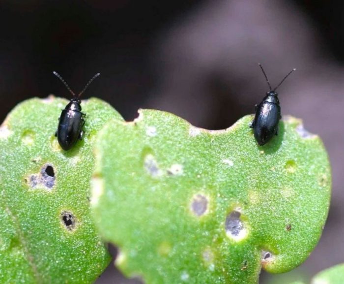 Хрестоцвітна (чорна) блішка