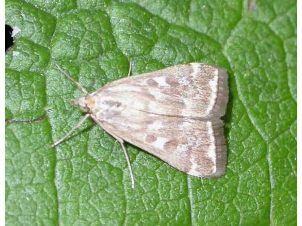 Метелик лучний