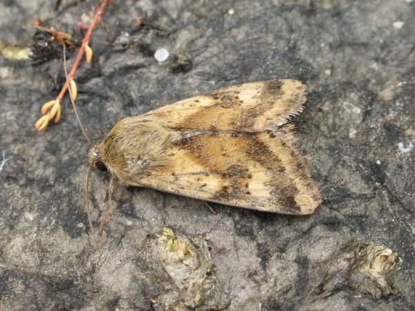 Метелик лучний